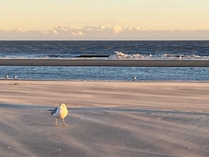 Plage à proximité, chaise longue, serviettes de plage