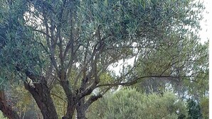 Uma cadeira de lounge com estrutura de metal e um chapéu marrom colocado sobre ela, situada num campo gramado com oliveiras ao fundo.