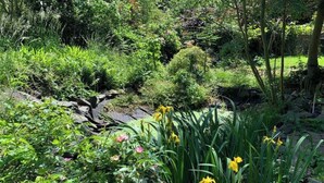 A garden with various plants and flowers, a small stream, and a brick wall in the background. - Beautiful 2 bed terrace flat close to Greenwich -  Pass the Keys (London)