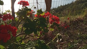 A garden with red flowers and a view of a body of water through a wire fence. - Agios Georgios - 2 Beds - Sleeps 5 - Free Parking (Corfu)