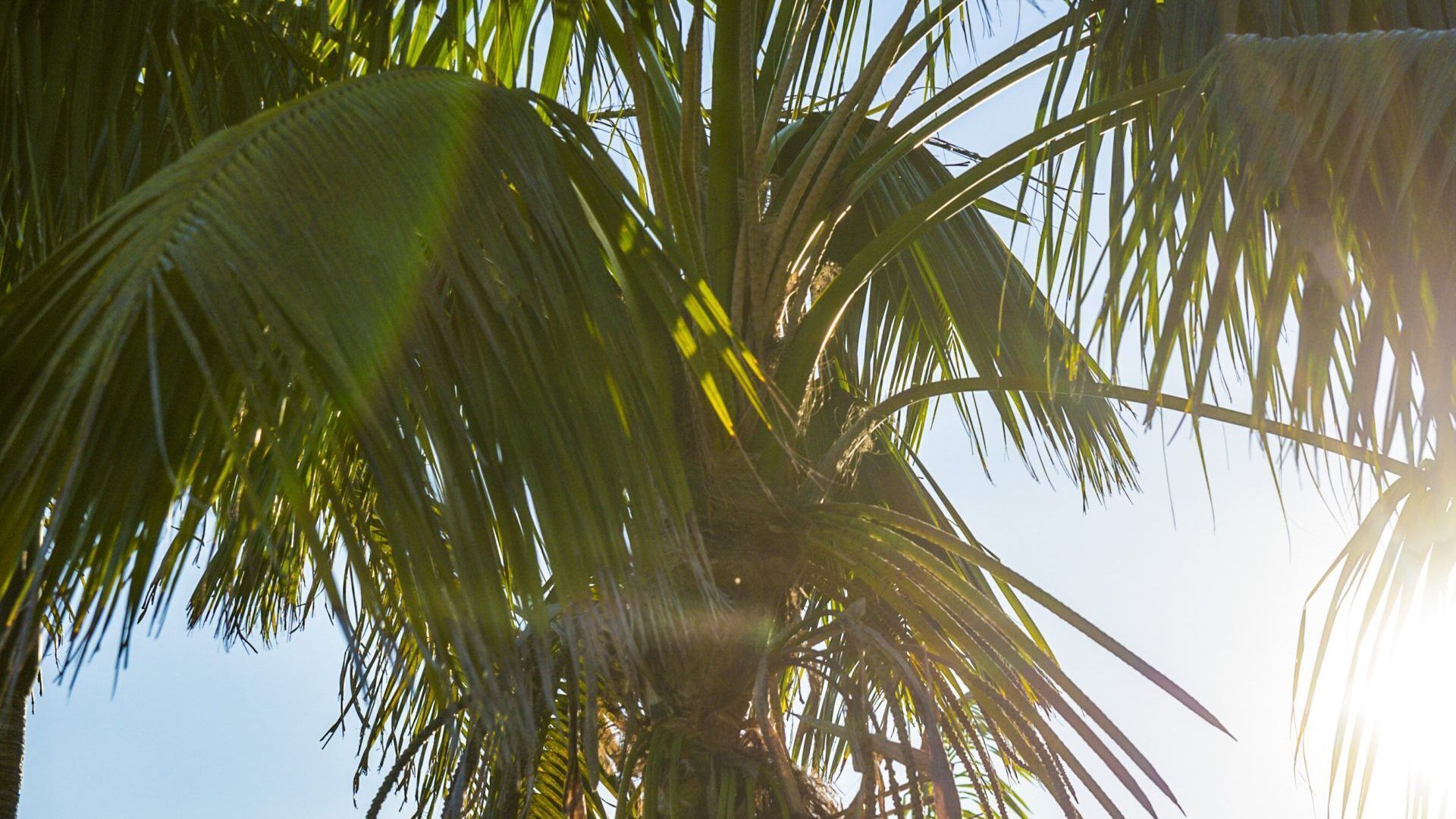 ILUKA BEACH HOUSE by Palm Beach Holiday Rentals — image 17