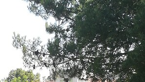 A white building with a red-tiled roof, surrounded by greenery and trees. - Mas des Marbres Sauvages propriété 36 personnes (Sainte-Marie-la-Mer)
