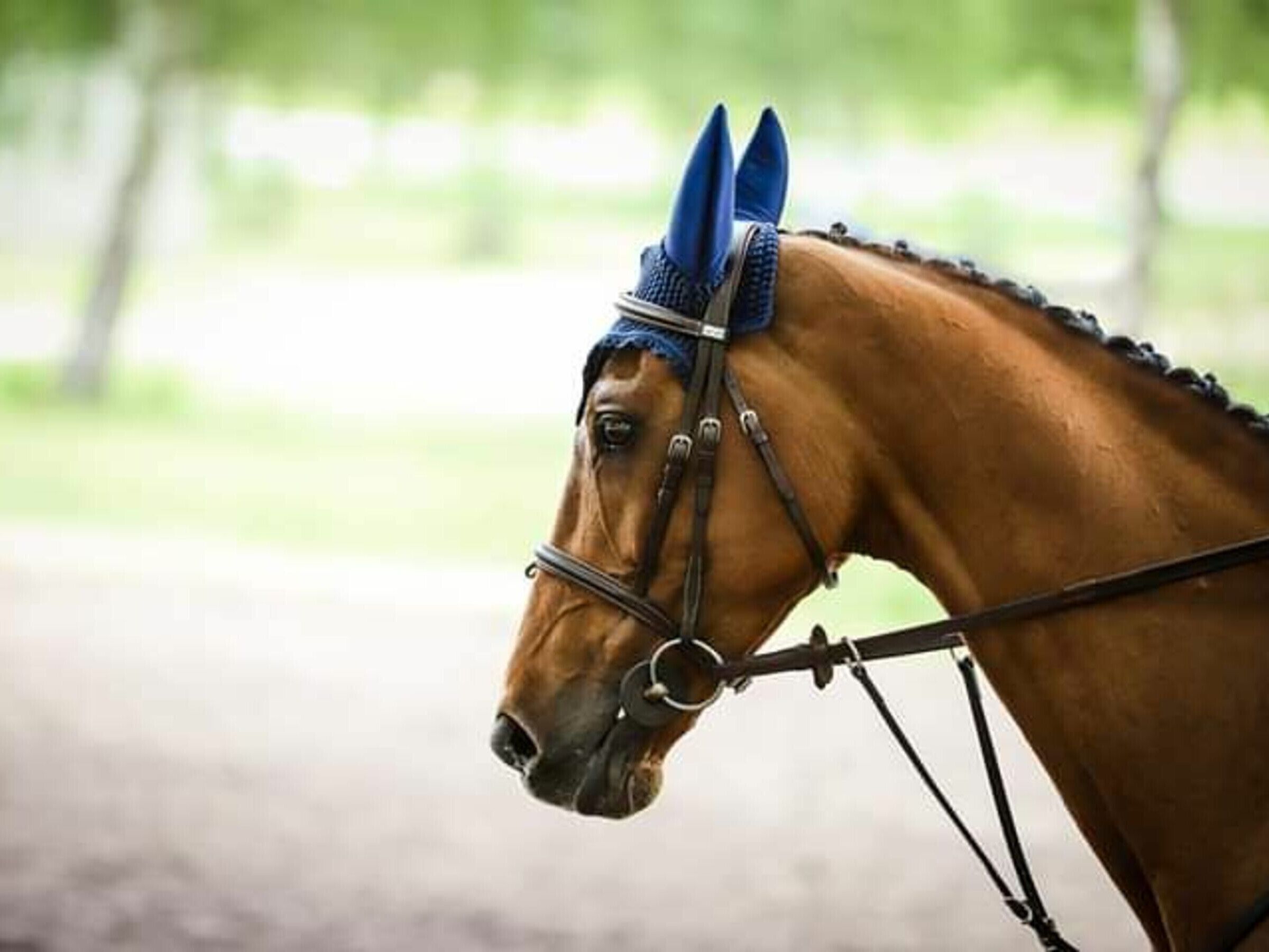 A horse with a blue bridle and a bit, standing in an outdoor area with trees in the background.