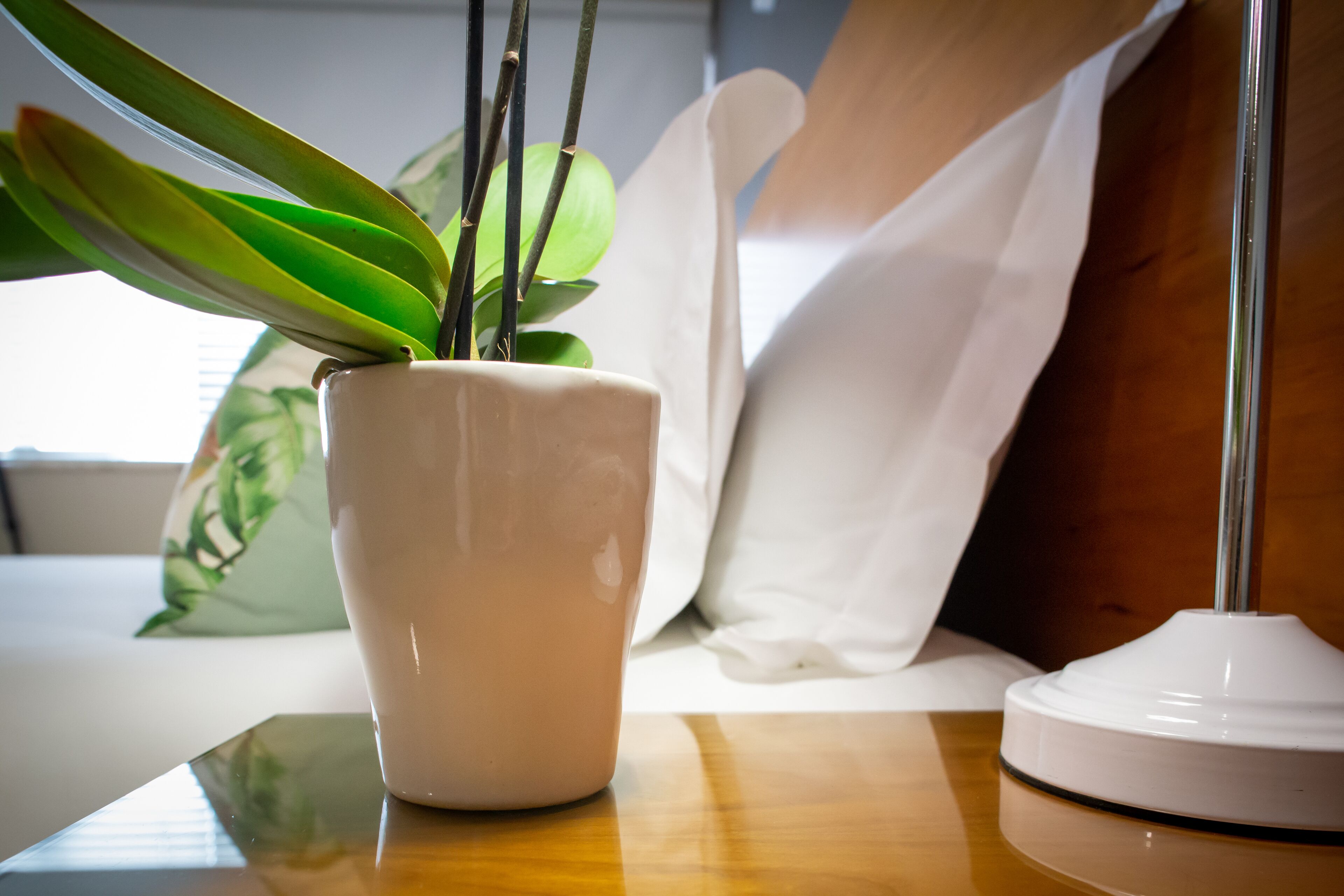 Una planta en maceta sobre una mesa de madera, junto a una lámpara blanca.