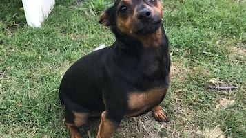 Animaux de compagnie acceptés