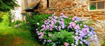 Comme une Sieste à L'ombre des Grands Arbres