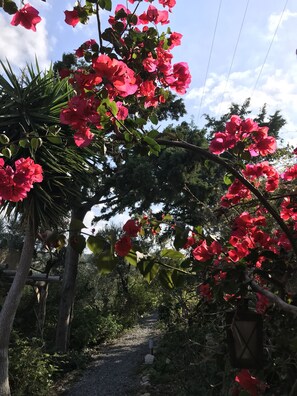 Property grounds - Ariana's villa- Guests call it "a little paradise" (Kounoupitsa)