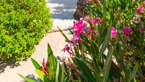 A pathway leading to a pool surrounded by lush greenery and palm trees. - Villa Chrystalla Large Private Pool Walk to Beach Sea Views A C Wifi - 2186 (Neo Chorio)