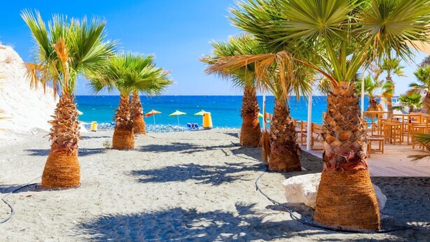 Una playa con palmeras y sillas de playa.