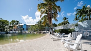A beach with white lounge chairs, a palm tree, and a building in the background.