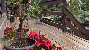 A wooden deck with potted plants, including red poinsettias, and a wooden railing. - Perfect getaway from your daily routine!!! (Greentown)
