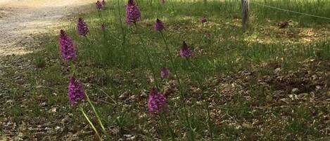 A rural landscape with a dirt path leading through a field of purple flowers.