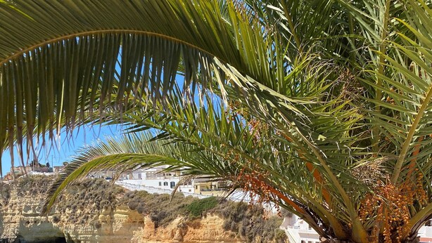 A beach with umbrellas and people, a palm tree, and buildings in the background.