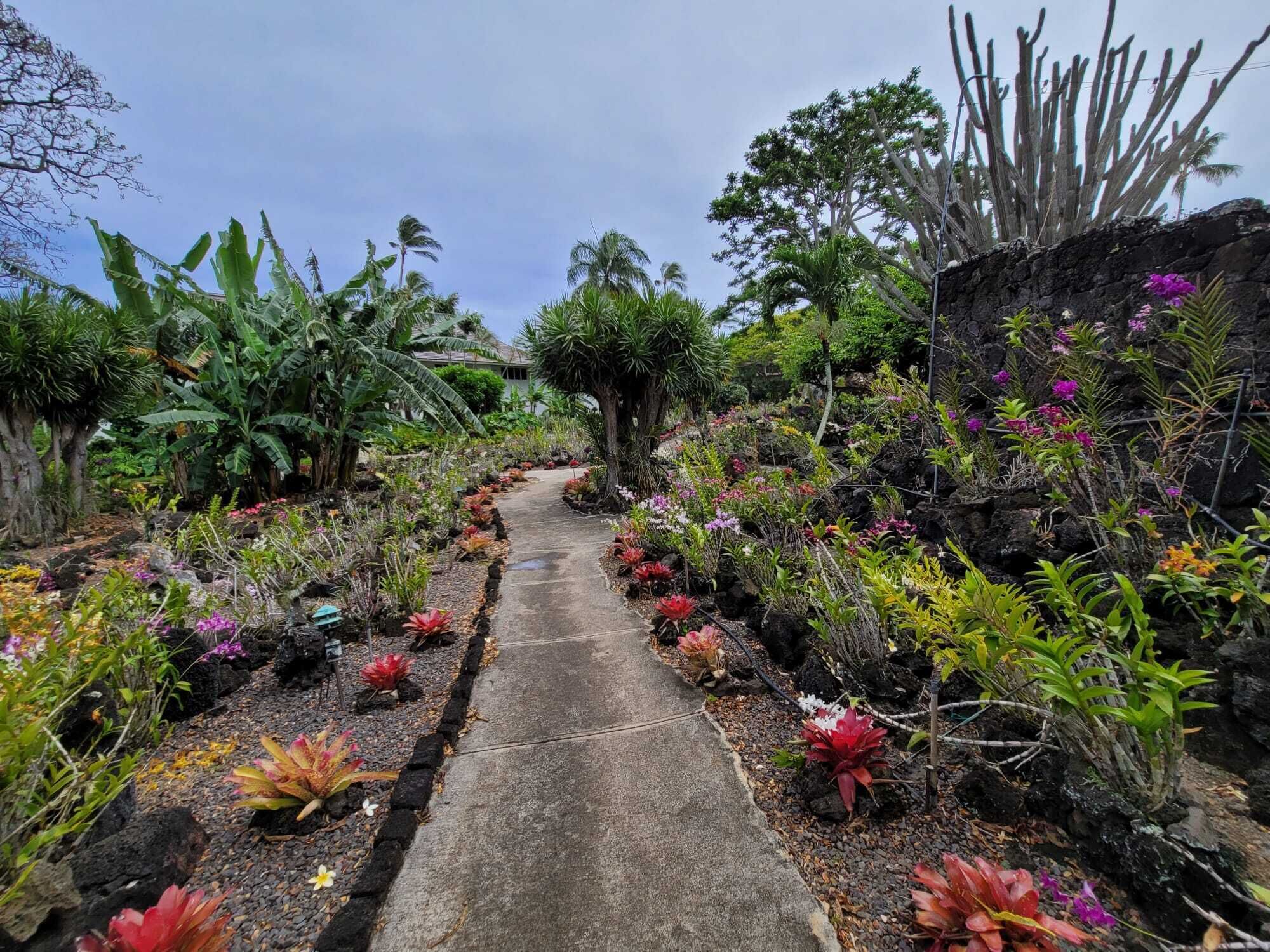 A garden pathway with various plants and flowers.