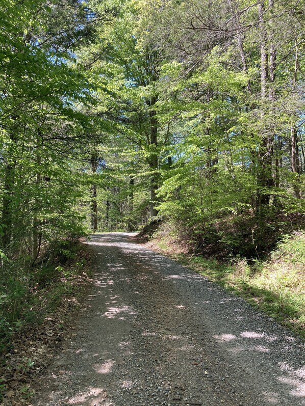 Un camino de grava rodeado de abundante follaje verde y árboles.