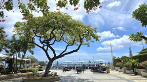 An outdoor seating area with tables and umbrellas, surrounded by trees and plants. - New Aloha Waikiki Ilikai Hotel Condo Free Parking (Honolulu)