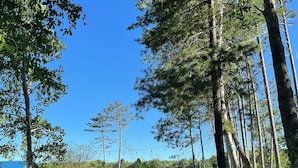 A natural landscape with a stone wall, trees, and a building in the background. - Jolly Roger Inn & Resort (Seguin)