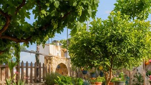 Une cour bordée de murs en pierre, agrémentée de plantes en pot et d’une clôture en bois.