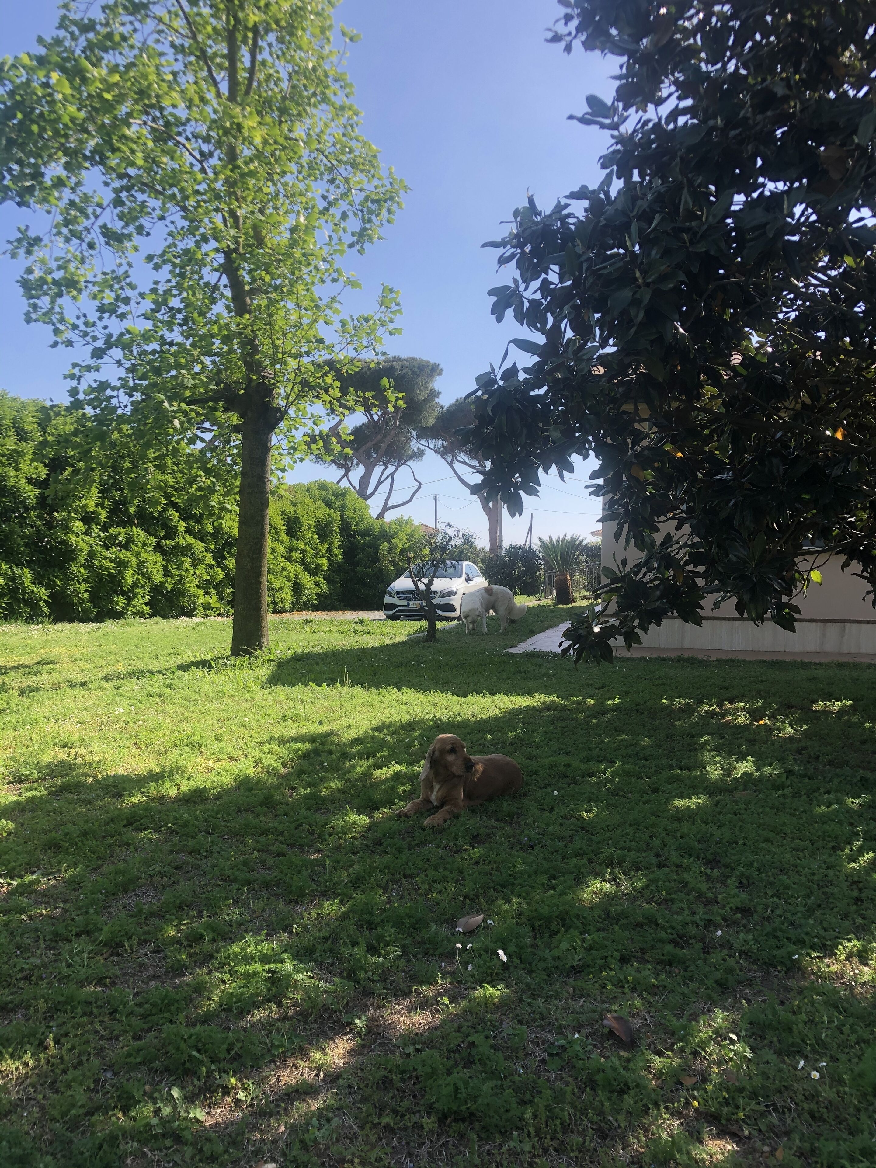 Une zone herbeuse avec un arbre et un chien allongé sur l’herbe.