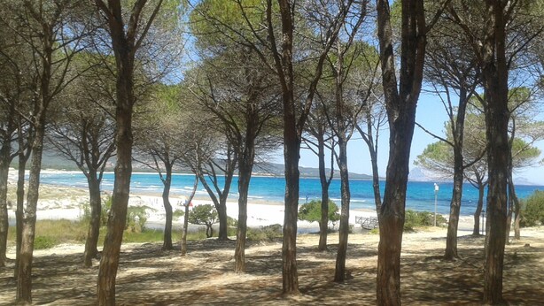 A coastal area with trees and a beach. - Villa a 600m dal Mare (Budoni)
