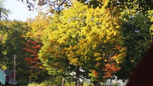 A residential area with a large tree displaying autumn foliage, a grassy yard, and a house with a visible garage.