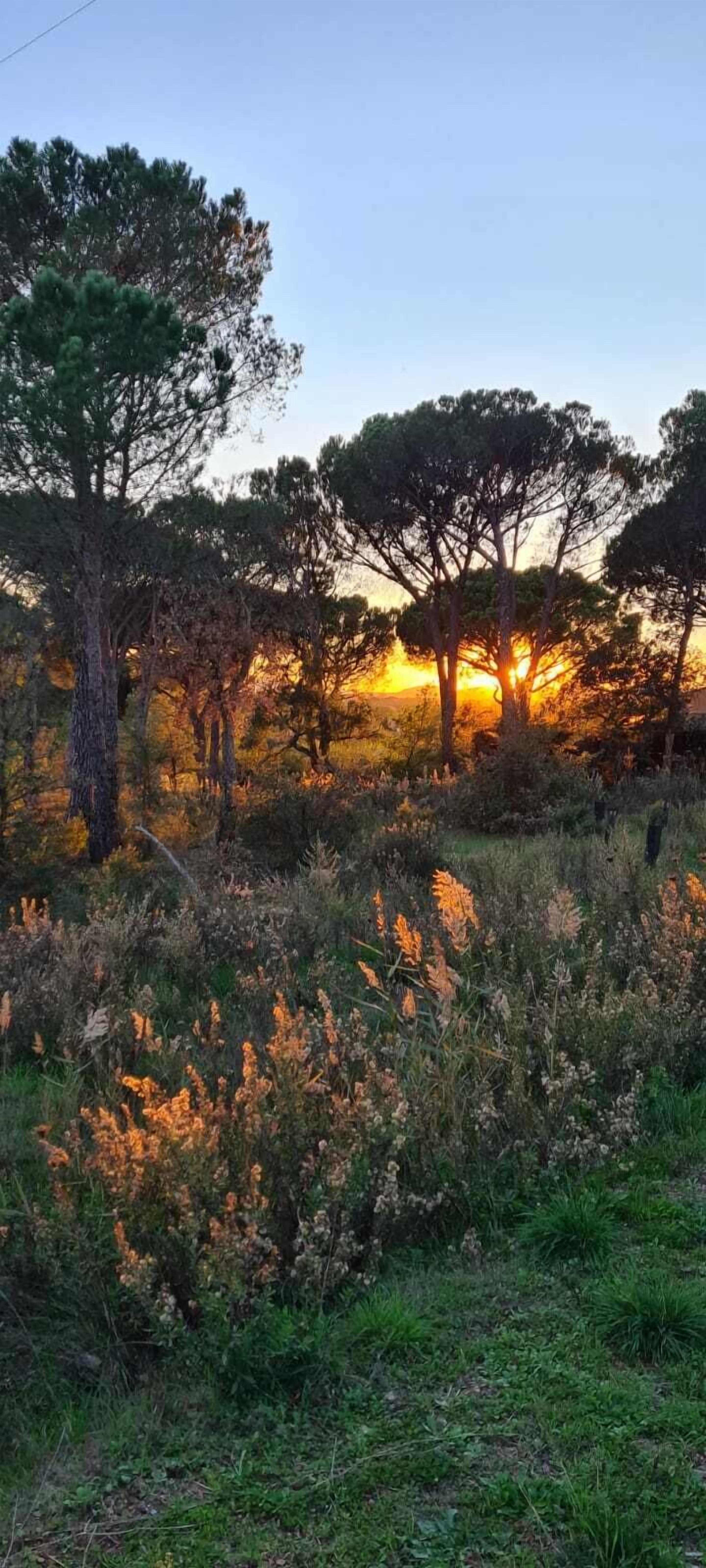 A natural landscape with trees and grass.