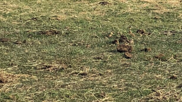 Un campo con tres vacas negras pastando.