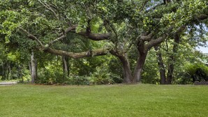 A large tree with a thick trunk and sprawling branches in a grassy area.