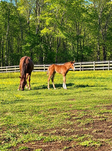 The Forest Lodge-Spacious 3BR Farm Barndo with Fire Pit on a working horse farm