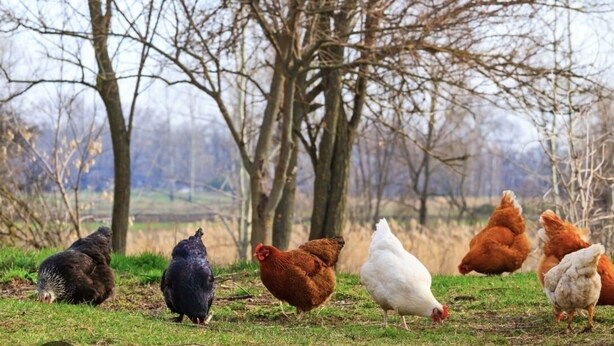 A group of chickens in a grassy field with trees in the background. - The Forest Lodge-Spacious 3BR Farm Barndo with Fire Pit on a working horse farm (White Hall)