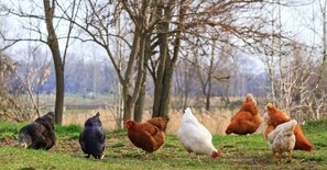 A group of chickens in a grassy field with trees in the background.