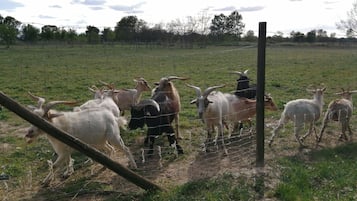 Enceinte de lâhĂ©bergement