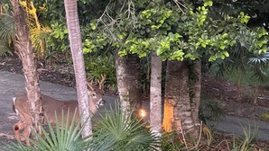 Ein Garten mit verschiedenen Pflanzen und Bäumen, ein Reh im Hintergrund und ein Kiesweg.