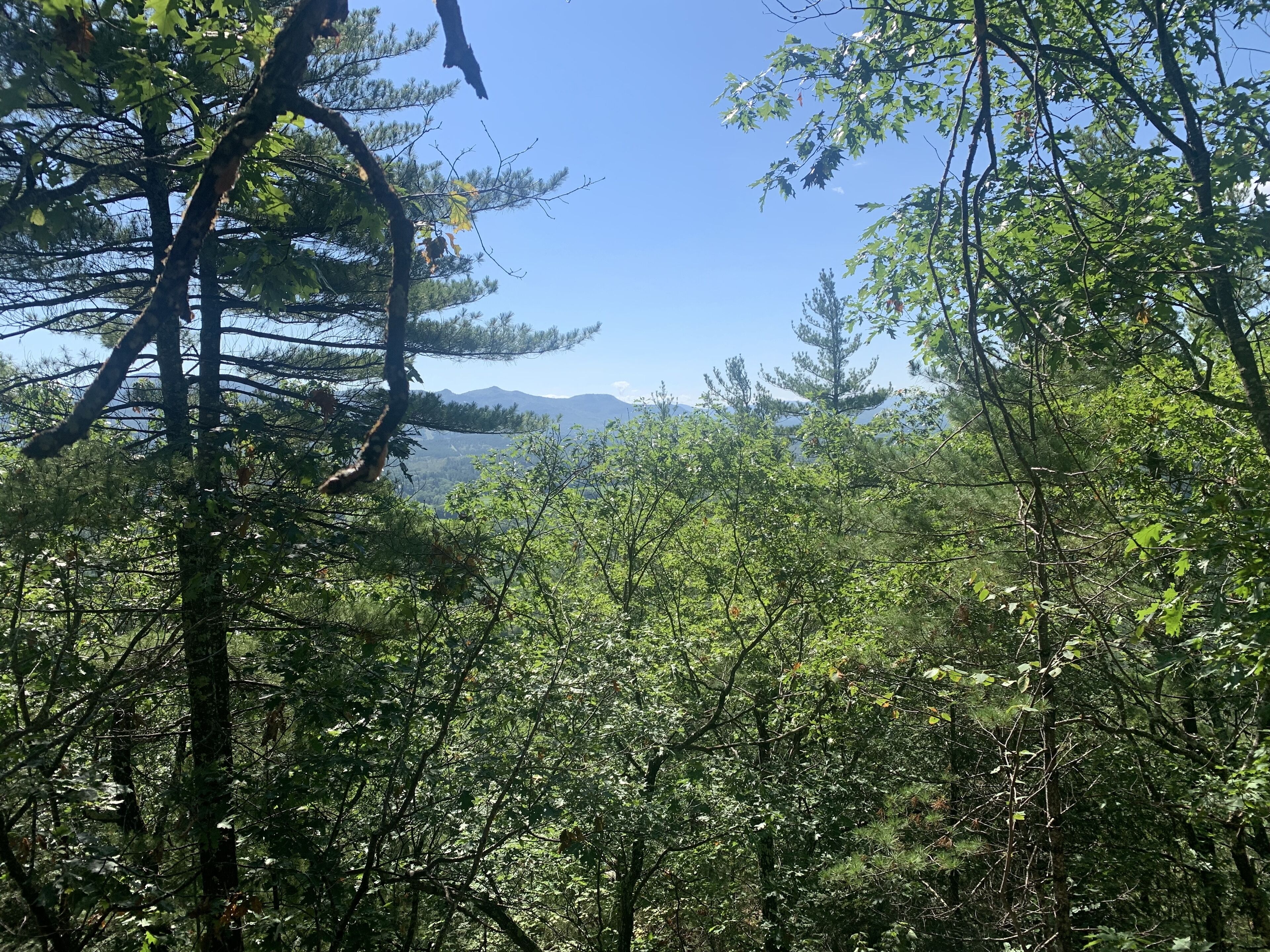 A dense forest with tall trees and a clear blue sky.