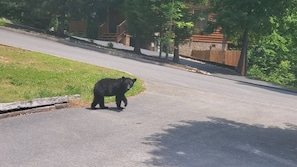 A bear walking on a road in a residential area.