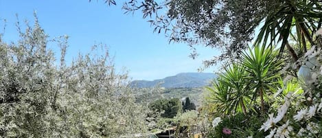 Un sendero pavimentado que atraviesa un jardín con diversas plantas y flores, bordeado por un muro de ladrillo y una barandilla de metal.