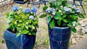A house with a yellow door, a barbecue grill, and two large planters with blue flowers.
