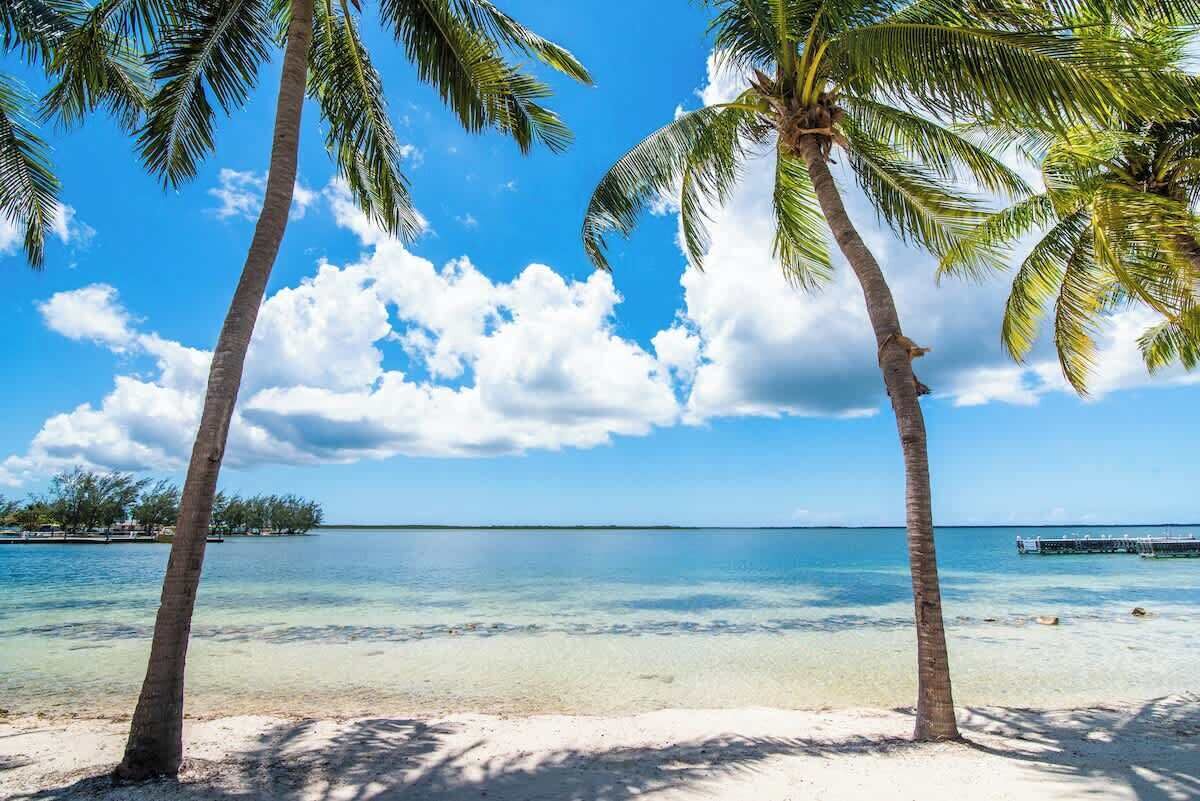 Een strand met helder turquoise water, palmbomen en een pier in de verte.