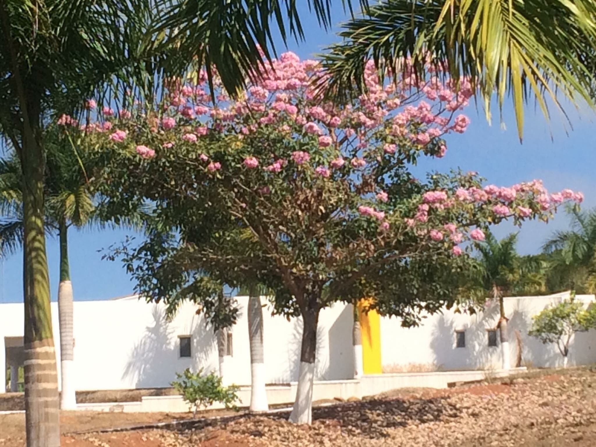 #4 Villa Shared Pool & Spa, 3 Bedrooms/2 Bath, Private Beach Ramada