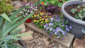 Un jardín con diversas plantas y flores en macetas, incluyendo flores rojas, amarillas y moradas, dispuestas sobre una plataforma de madera.