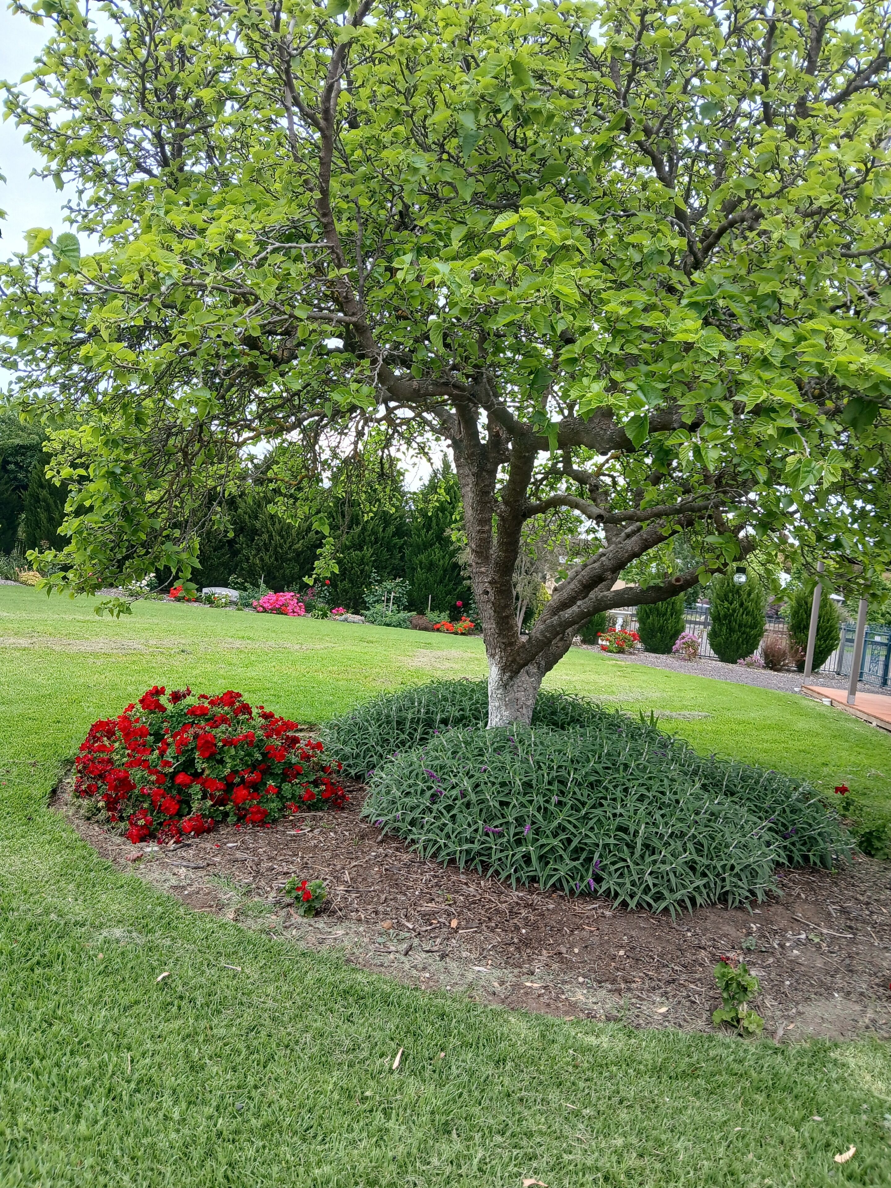 Un arbre entouré d’un jardin bien entretenu, agrémenté de fleurs rouges et d’arbustes verts.