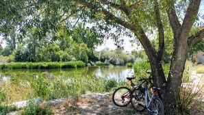 Una bicicleta estacionada bajo un árbol, cerca de un río tranquilo, rodeada de follaje.