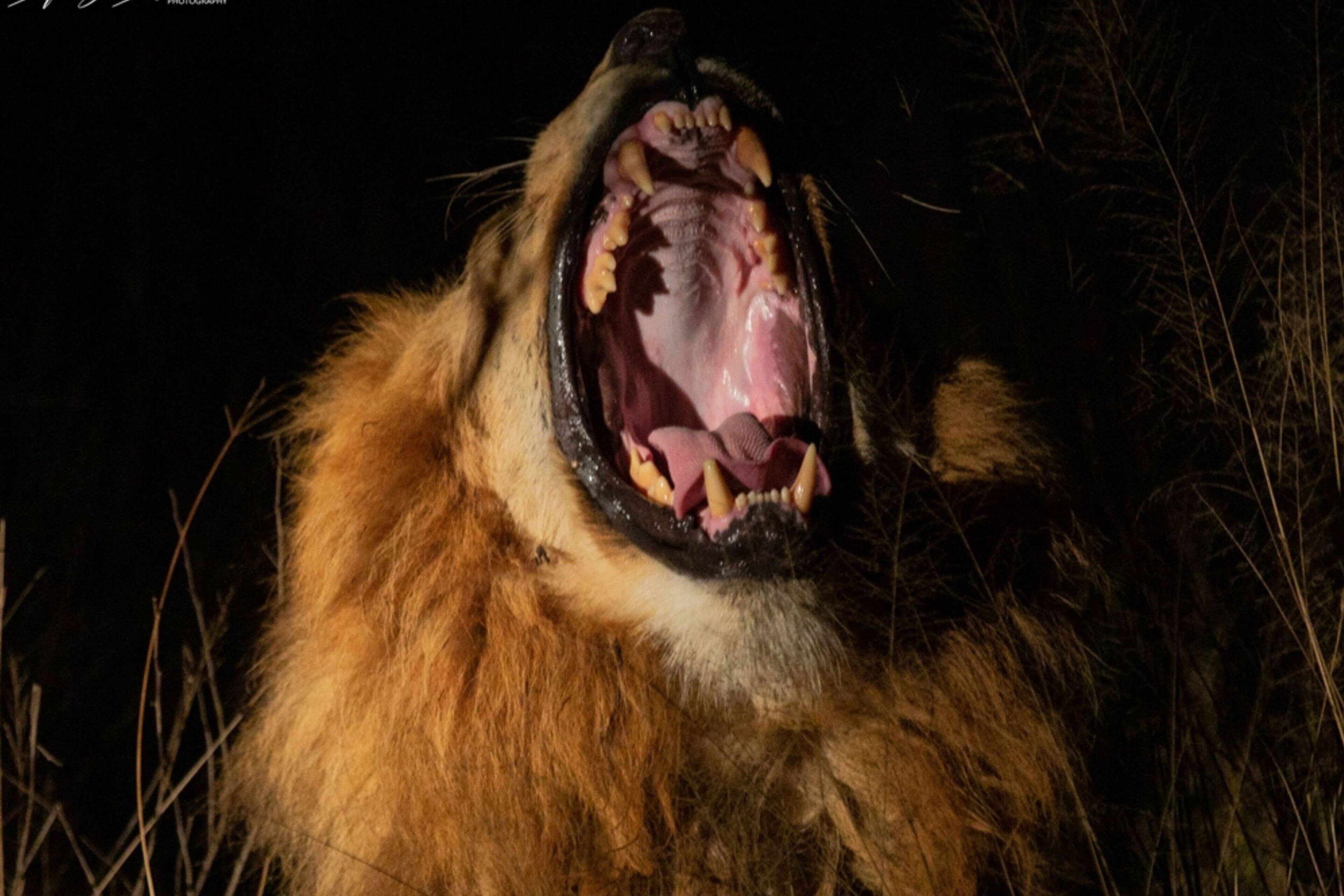 Un gros plan de la gueule d’un tigre, de ses dents et de sa fourrure.