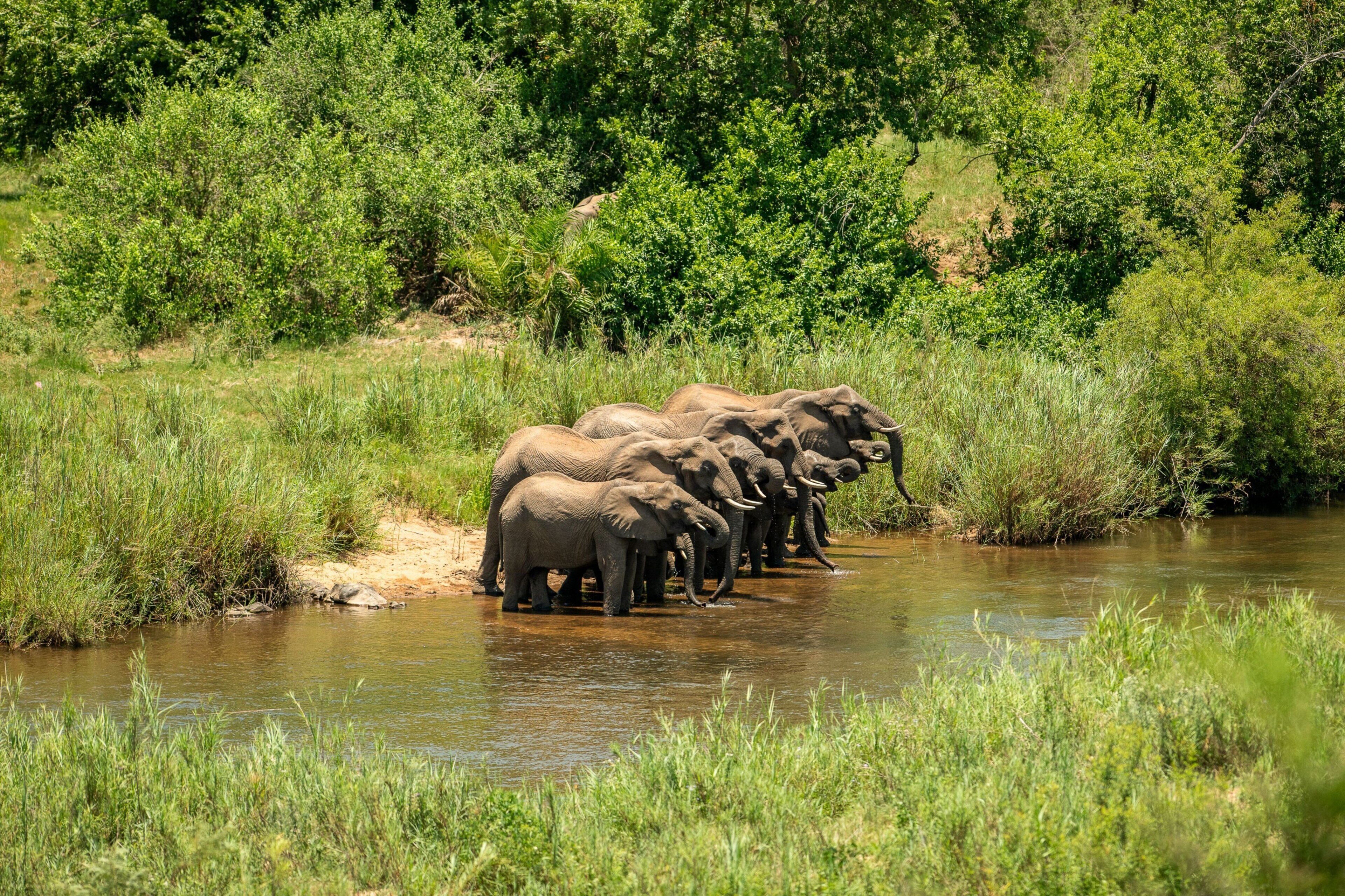 A group of elephants standing in a river surrounded by greenery.