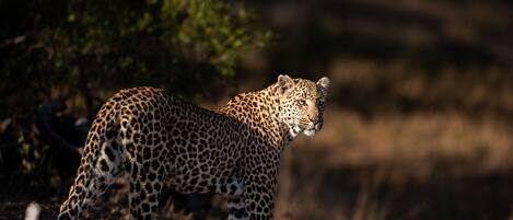 A leopard walking on a dirt path with dense greenery in the background.