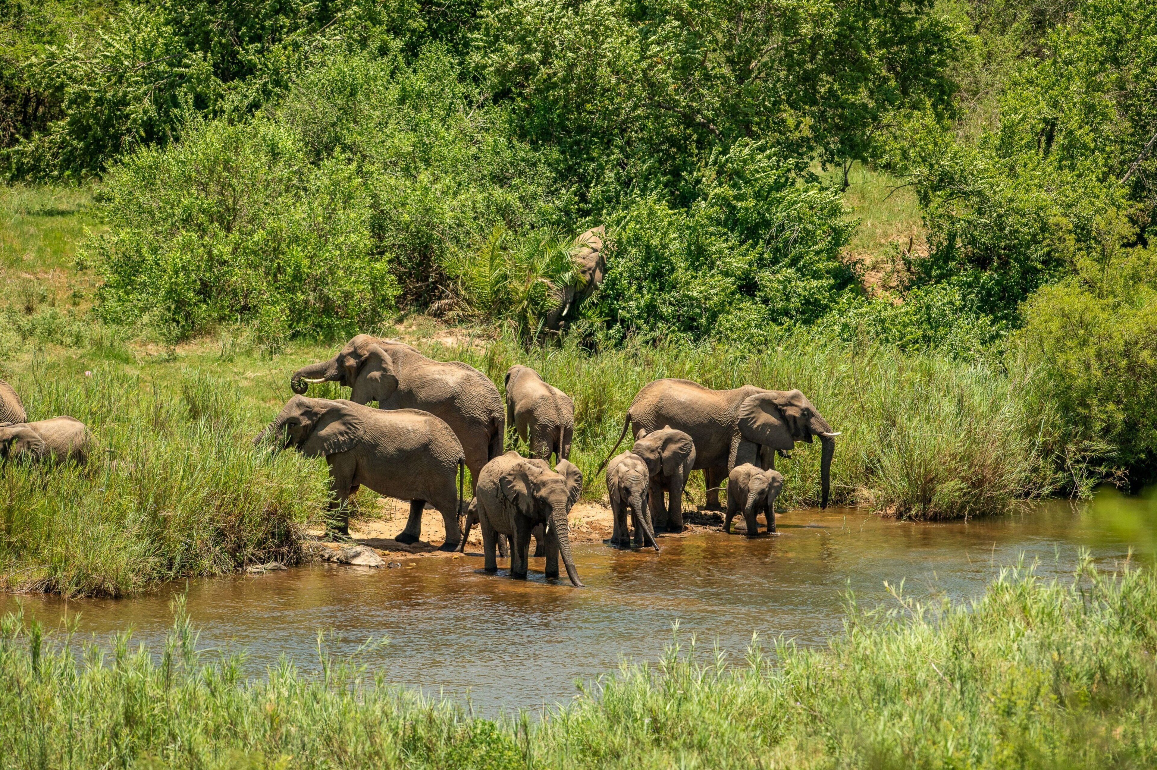 Un groupe d’éléphants près d’une rivière, dans un environnement naturel.