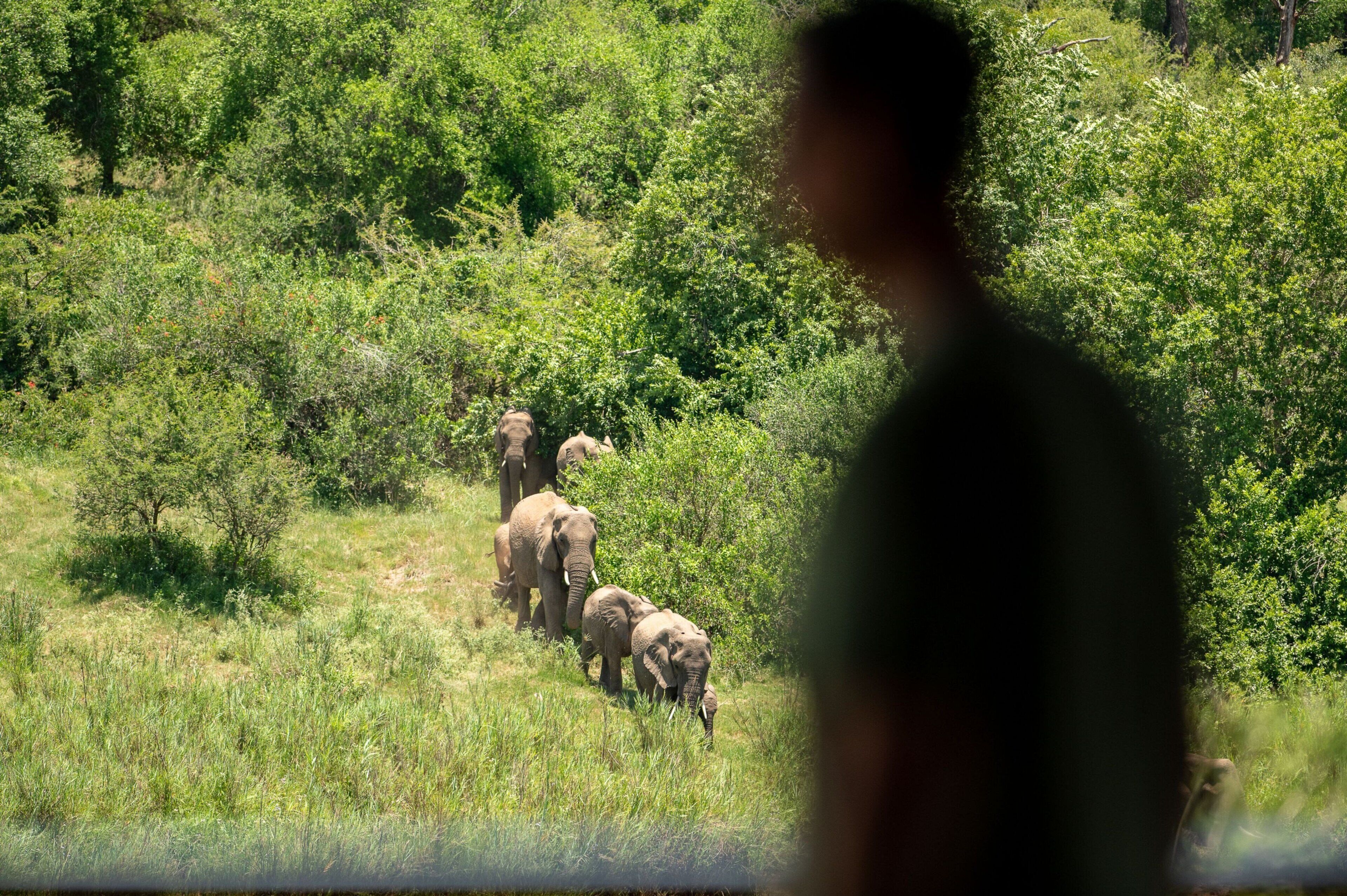 A group of elephants in a natural setting with dense greenery.