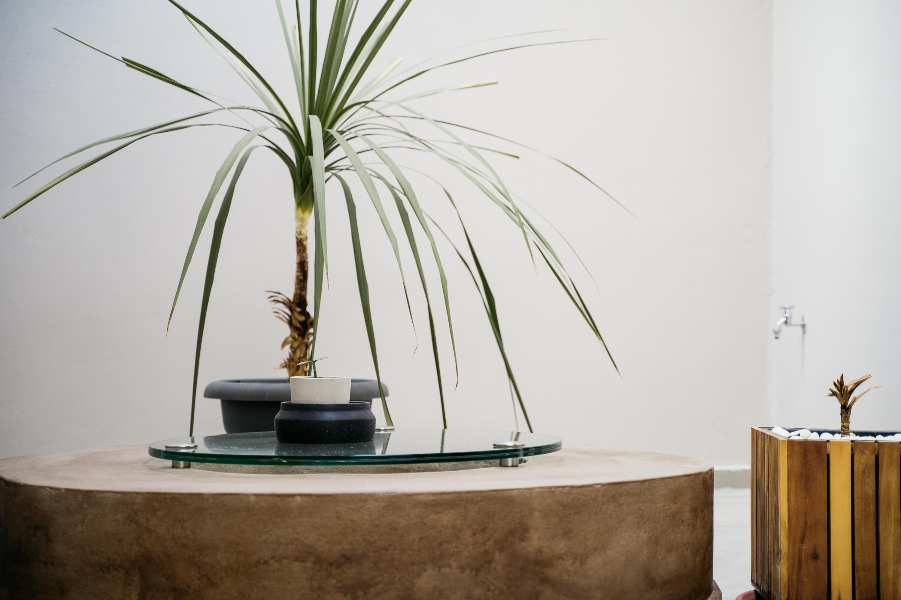 Une salle de bain moderne avec un lavabo rond en verre, une plante en pot et un jardinier en bois.