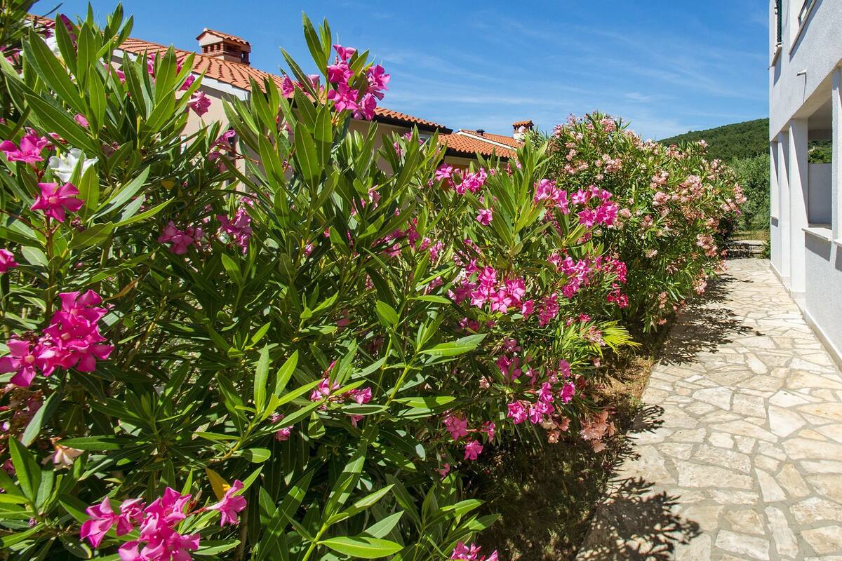 A pathway lined with vibrant pink flowers leading to a building with a tiled roof.