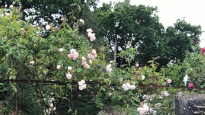 A garden pathway with a metal fence, surrounded by lush greenery and flowering plants. - Holiday home LES TIARELLES (Commana)